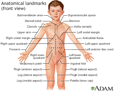Anatomical landmarks - front view